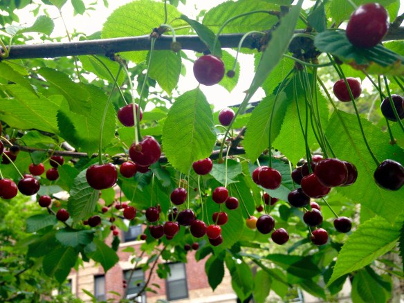 Sour Cherry Tree