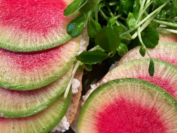 Watermelon Radish and Ricotta Tartine